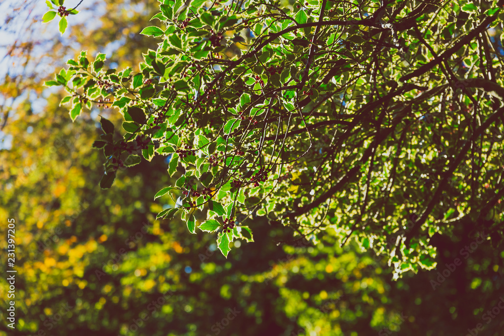 Fototapeta premium close-up of golden branches in autumn city park