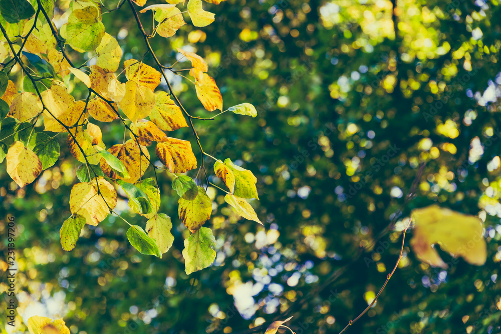 close-up of golden branches in autumn city park close-up of golden branches in autumn city park