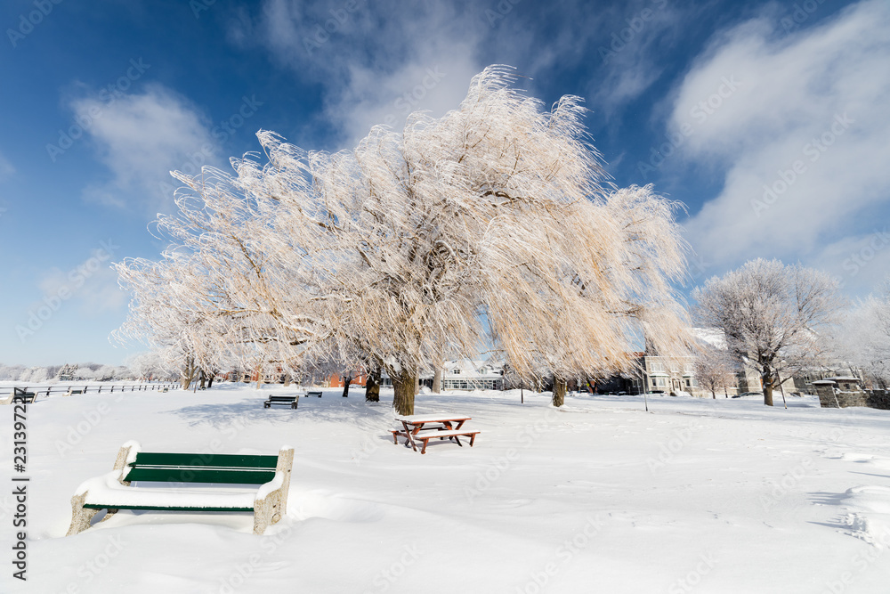 The thre willows in mid winter on the lake shore Lachine, Quebec, Canada