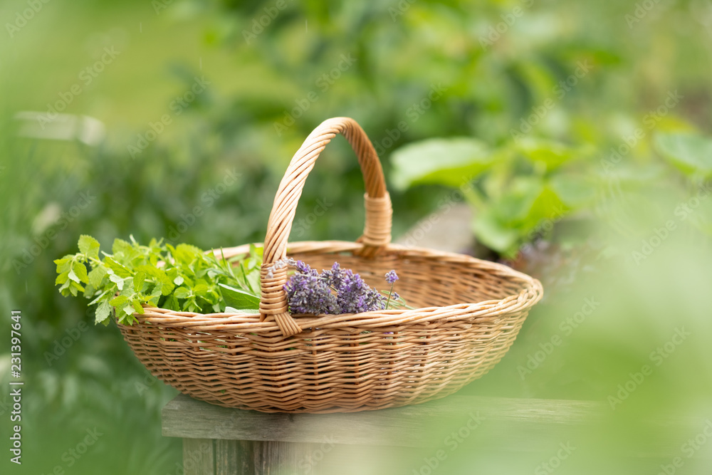 Kräuter frisch gepflückt im Korb aus dem Kräutergarten zuhause Kräuter frisch gepflückt im Korb aus dem Kräutergarten zuhause