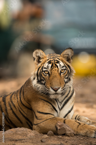 A male tiger cub resting one of jungle trail in early morning at ranthambore tiger reserve, India