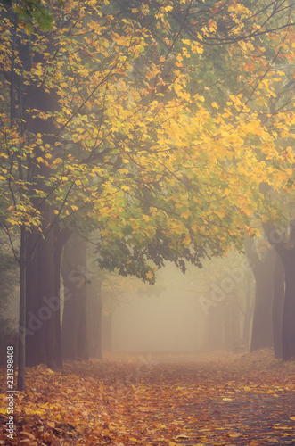 Fototapeta Naklejka Na Ścianę i Meble -  Autumn foggy colorful tree alley in the park on a misty day in Krakow, Poland