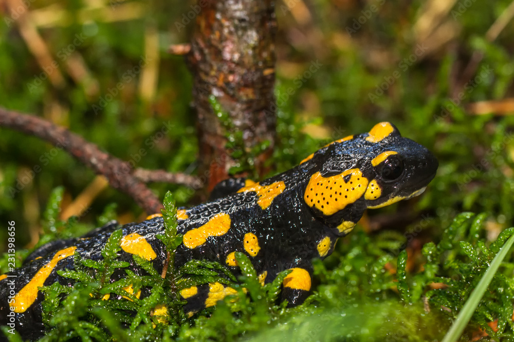 Fototapeta premium Feuer Salamander