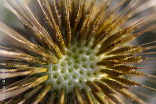 reifen Löwenzahnpflanze „Pusteblume“