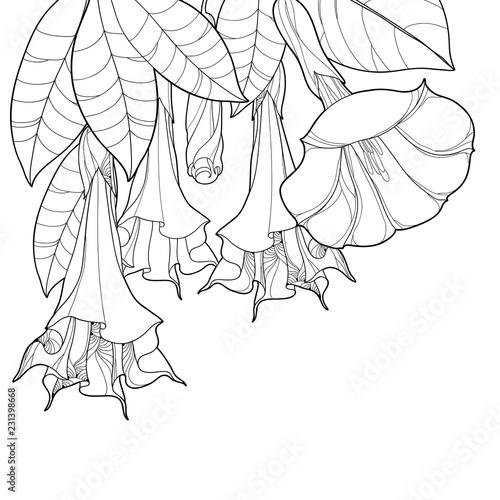 Vector corner bunch with Angels Trumpets outline flower, bud and ornate leaves in black isolated on white background. Contour branch of Brugmansia for tropical summer design or coloring book. 
