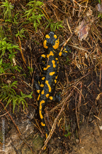 Feuer Salamander © Martin