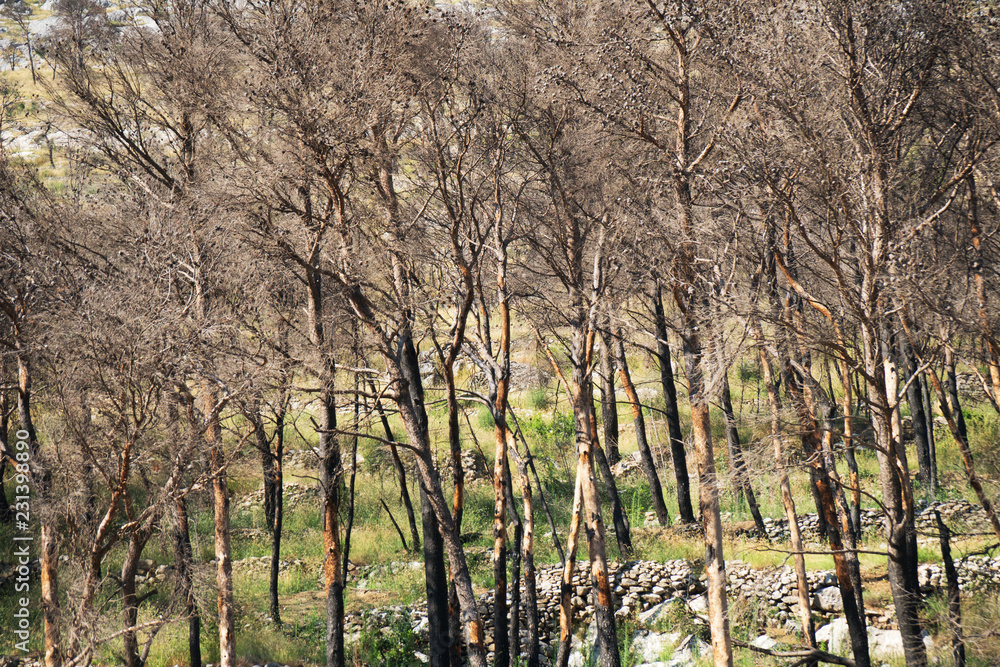 Scorched forest on the hill. Forest fires. Scorched forest on the hill. Forest fires.