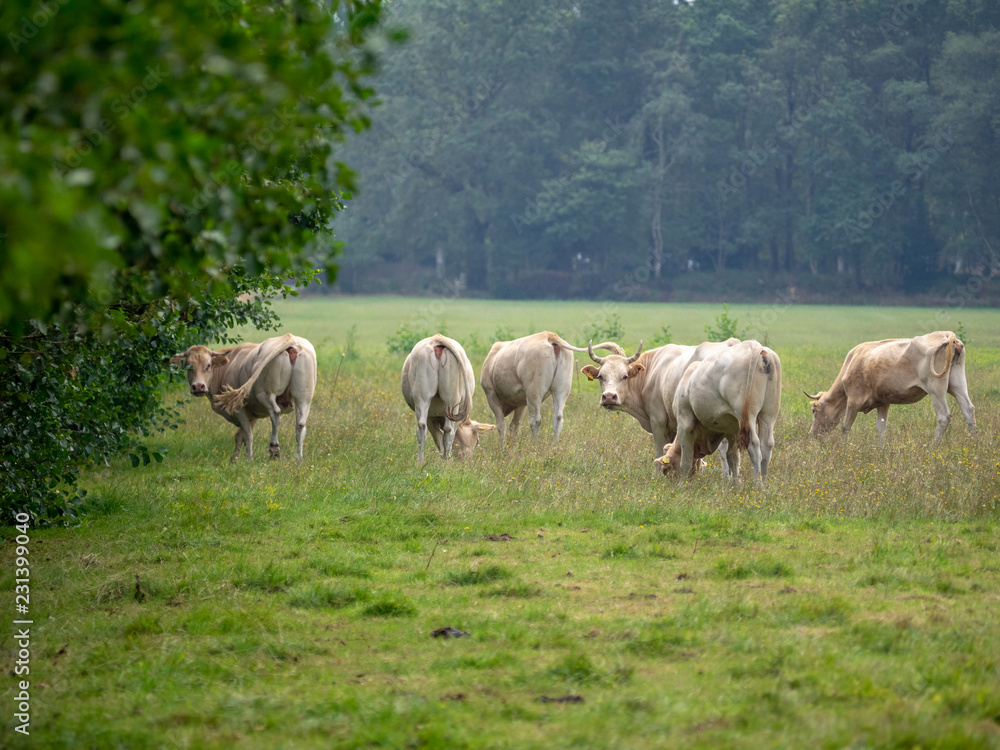 Cows in the Netherlands