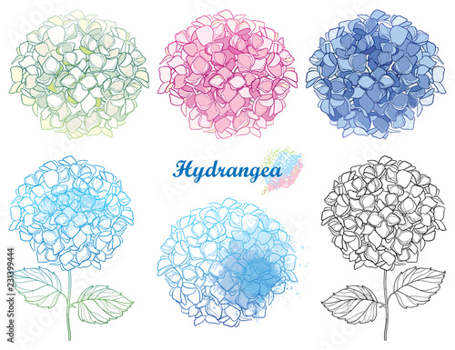 Fototapeta Naklejka Na Ścianę i Meble -  Vector hand drawn set of outline Hydrangea or Hortensia flower bunch in pastel pink and blue isolated on white background. Contour ornamental garden plant Hydrangea for summer design.