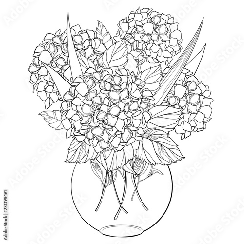 Vector vase with bouquet of outline Hydrangea or Hortensia flower bunch and ornate leaves in black isolated on white background. Contour garden plant Hydrangea for summer design and coloring book.