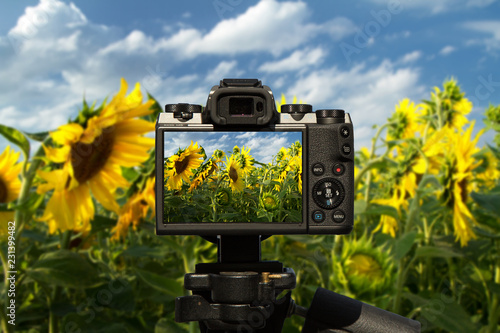 Obraz na płótnie Camera and Field of beautiful sunflowers with blue sky and clouds w salonie
