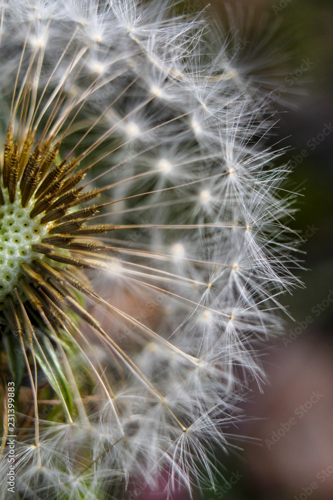 Fototapeta premium reifen Löwenzahnpflanze „Pusteblume“