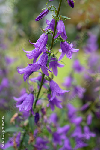 Purple Creeping Bellflower  Campanula rapunculoides  in a Botanical Garden.