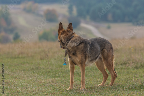 Deutscher Schäferhund © hopfi23