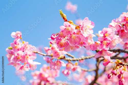 Cherry blossoms in Yoyogi park photo