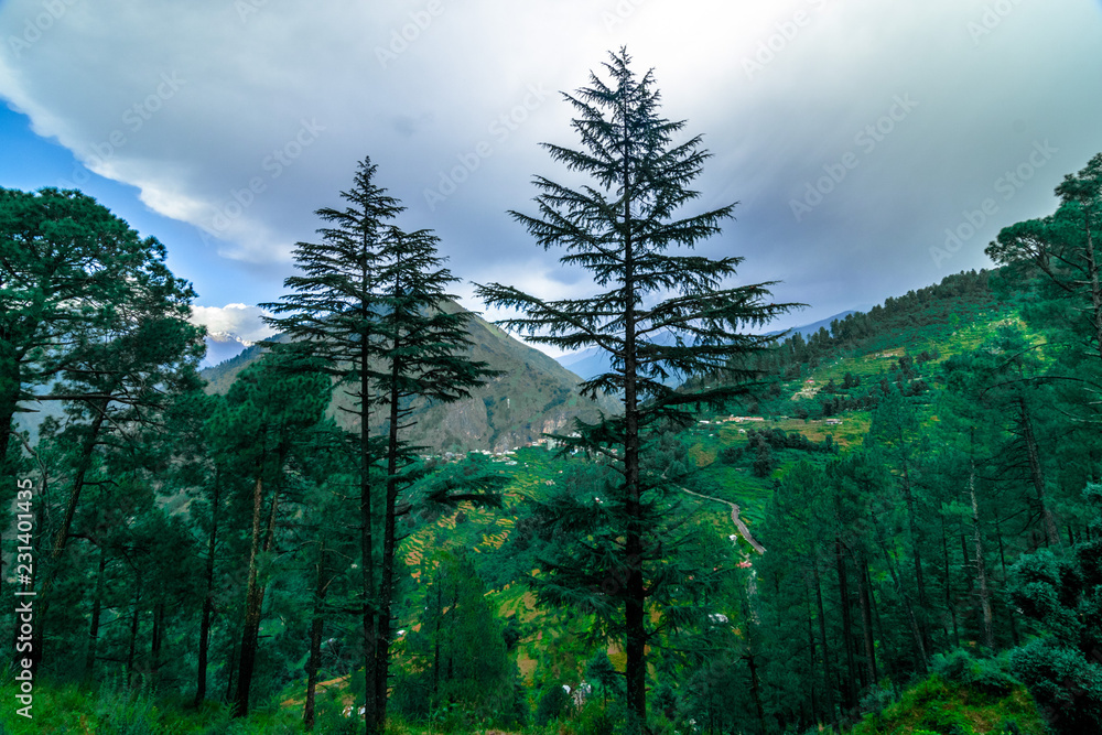 Deodar Tree in Mountains Sankri, Uttarakhand, India Stock Photo