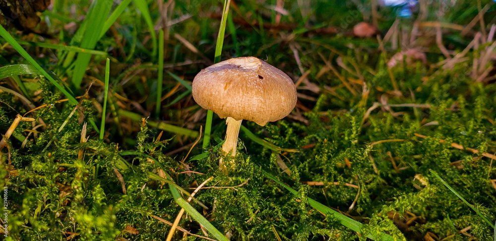 autumn fungi autumn fungi
