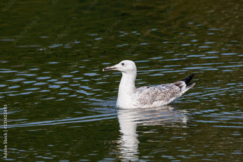 Obraz premium Caspian gull 2cy swimming on water in autumn. Cute large waterbird. Bird in wildlife.