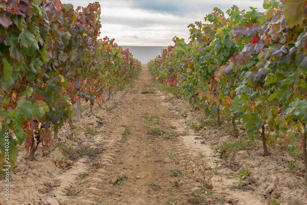 Vineyard field in autumn