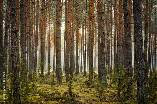 tall trees in a pine forest in an autumn morning
