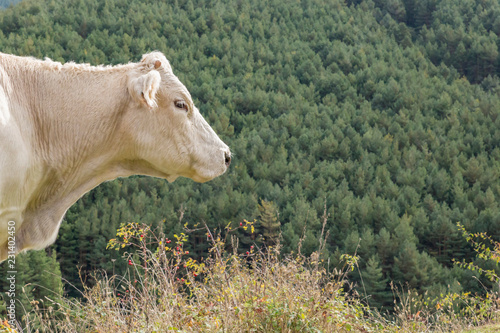 White cow head in the mountain in autumn