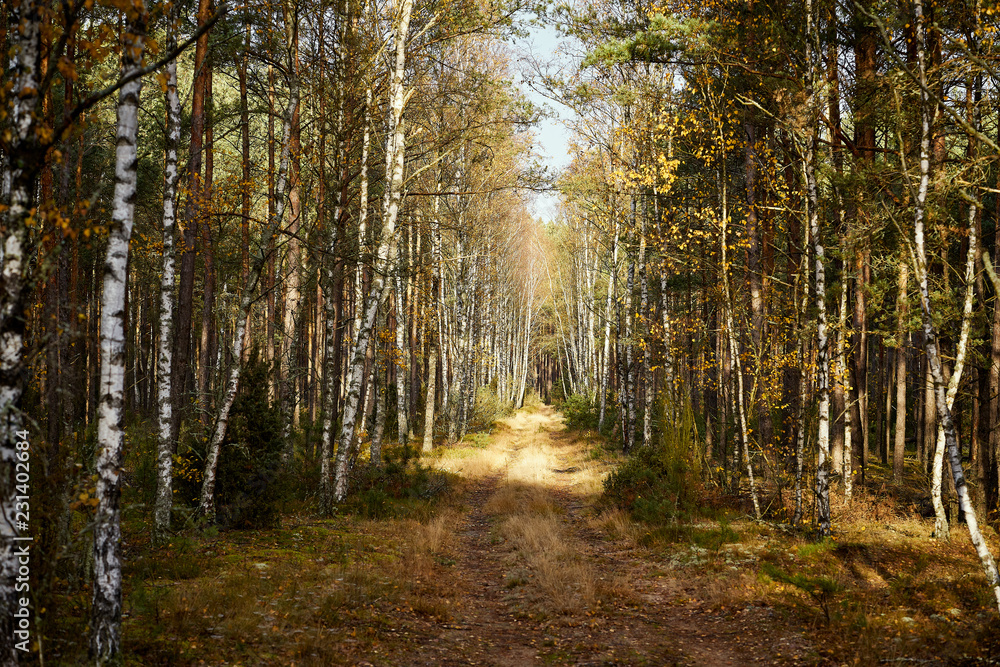 Fototapeta premium sandy road in a pine forest in the autumn morning