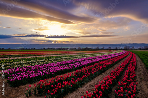 Champ de tulipes en Provence, France. Lever de soleil. Ciel nuageux.