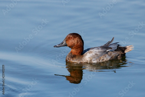 Common pochard male in autumn plumage swimming on water. Cute bright diving duck. Bird in wildlife.