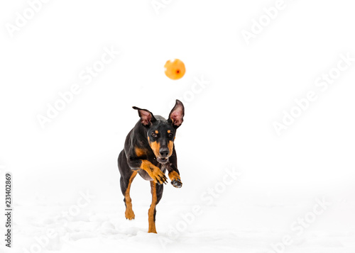 Foto Manchester terrier running in a playground Quebec, Canada.