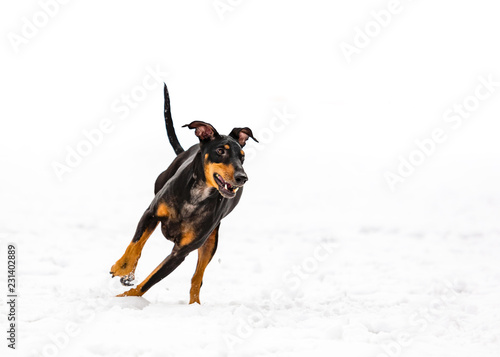 Konstfotografi Manchester terrier running in a playground Quebec, Canada.