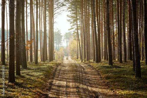 sandy road in a pine forest in the autumn morning