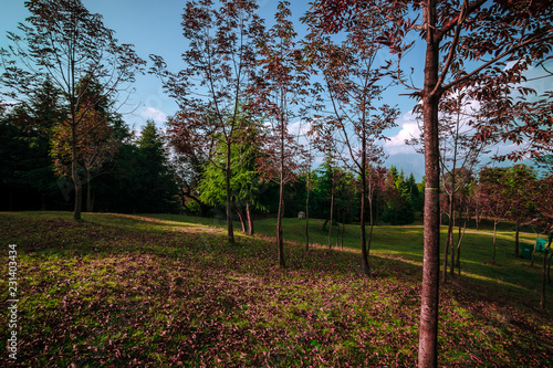 Devaria Tal Meadow - Uttrakhand photo