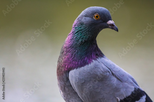 Colourful pigeons
