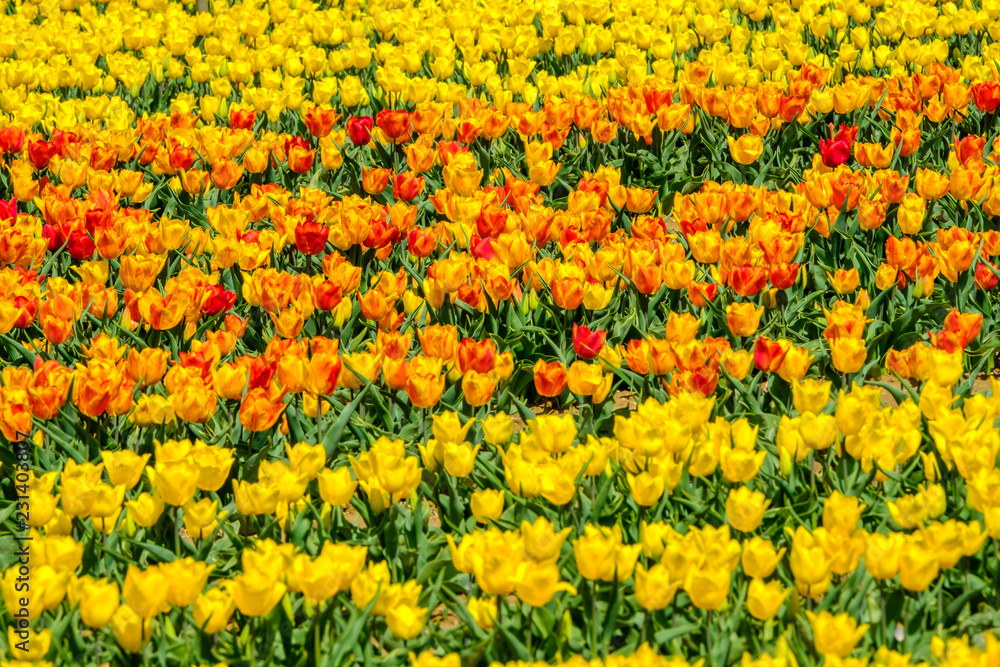 Tulipes jaunes, oranges et rouges sur le champ en Provence, France. Tulipes jaunes, oranges et rouges sur le champ en Provence, France.