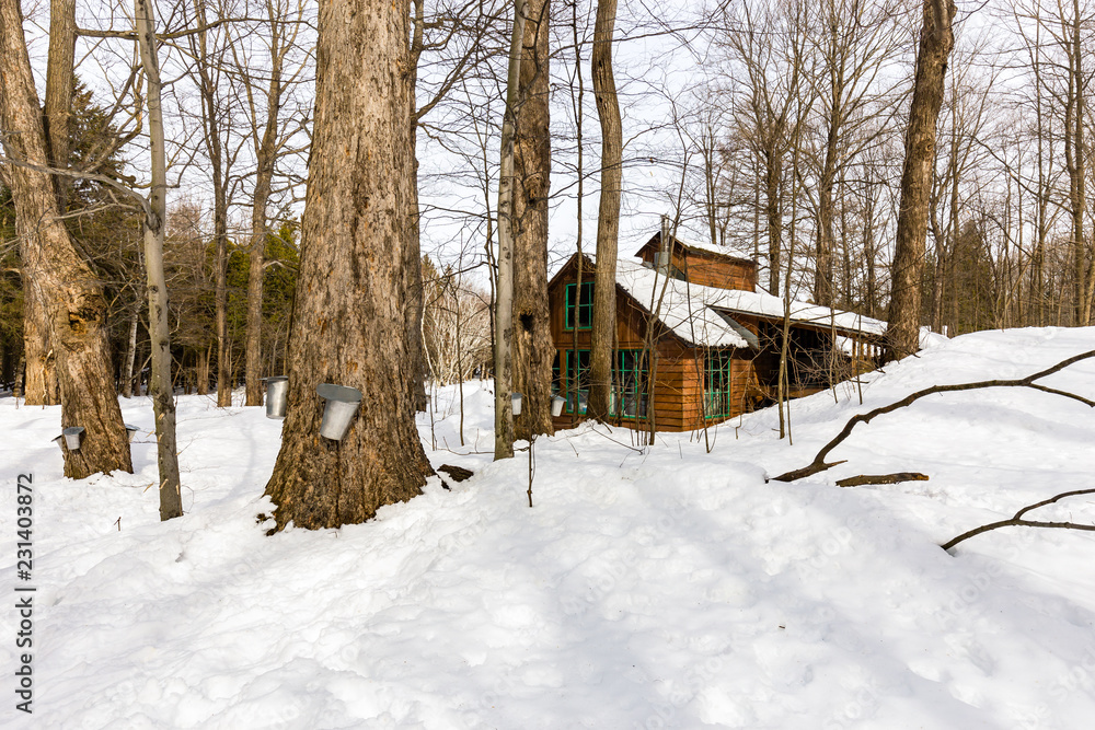 Sugar shack. Deep in a boreal forest Quebec Canada lies this deserted sugar shack frozen in the deep mid winter.