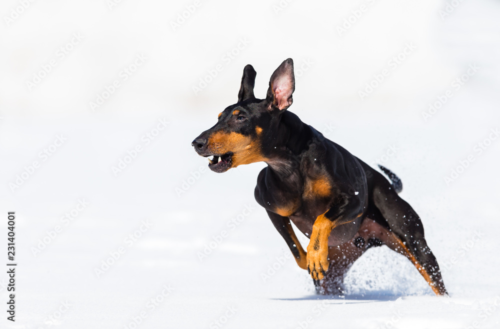 Manchester terrier running in a playground Quebec, Canada. Manchester terrier running in a playground Quebec, Canada.