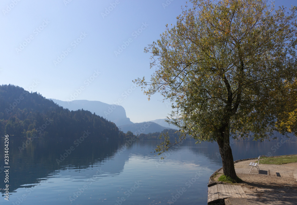 Tree by Lake Bled, Slovenia