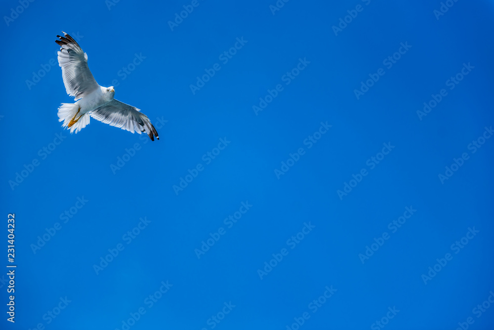 Naklejka premium Seagull soaring in open sky