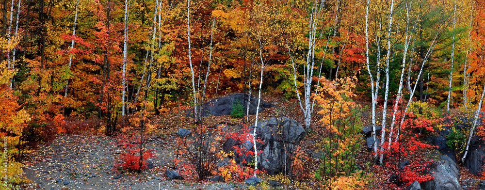 Fototapeta premium Panoramic view of autumn trees