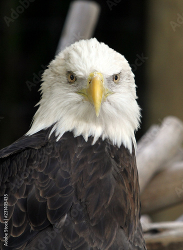 American Bald Eagle © Michael Bush