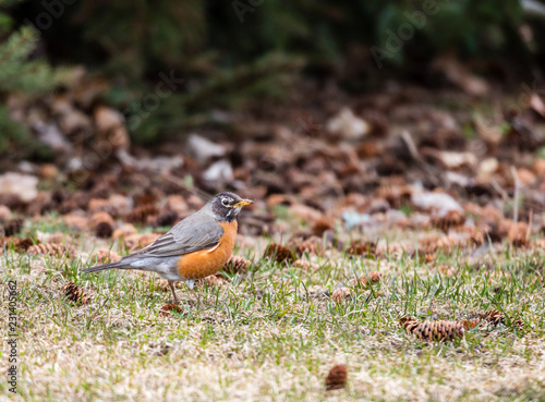 American robin feedind on a park floor in Quebec, Canada.