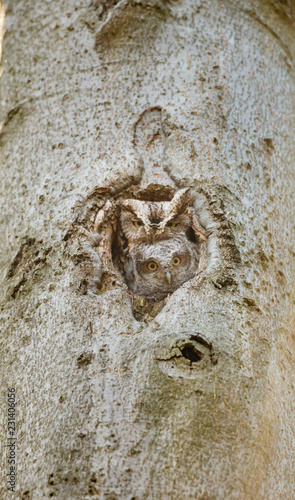 Eastern screech owl pictured in its nesting hole in a tree in a boreal forest Quebec  Canada.