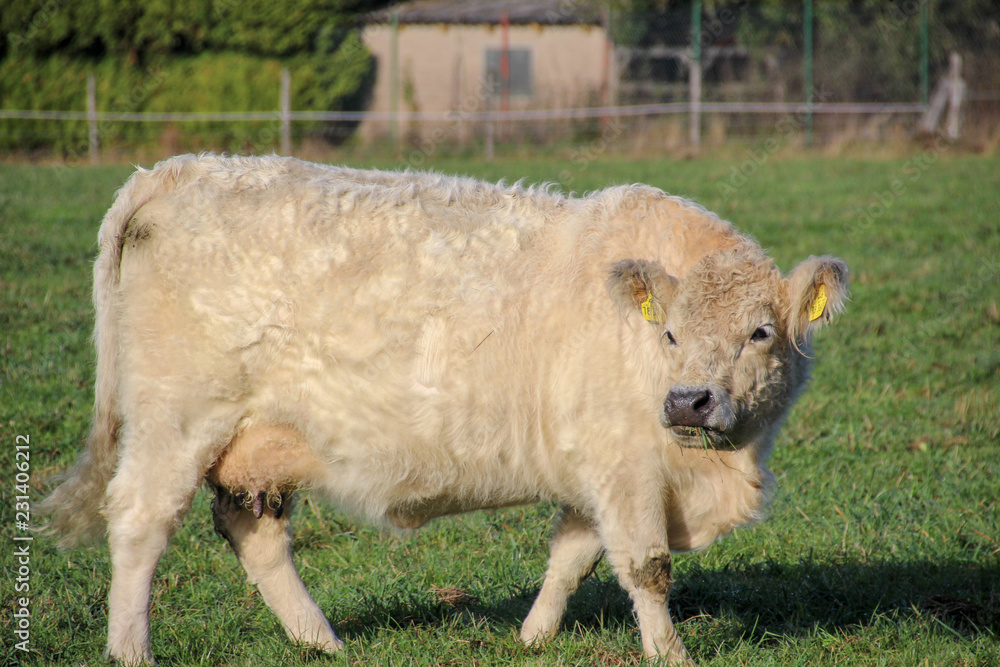 Fototapeta premium young galloway in autumn sun