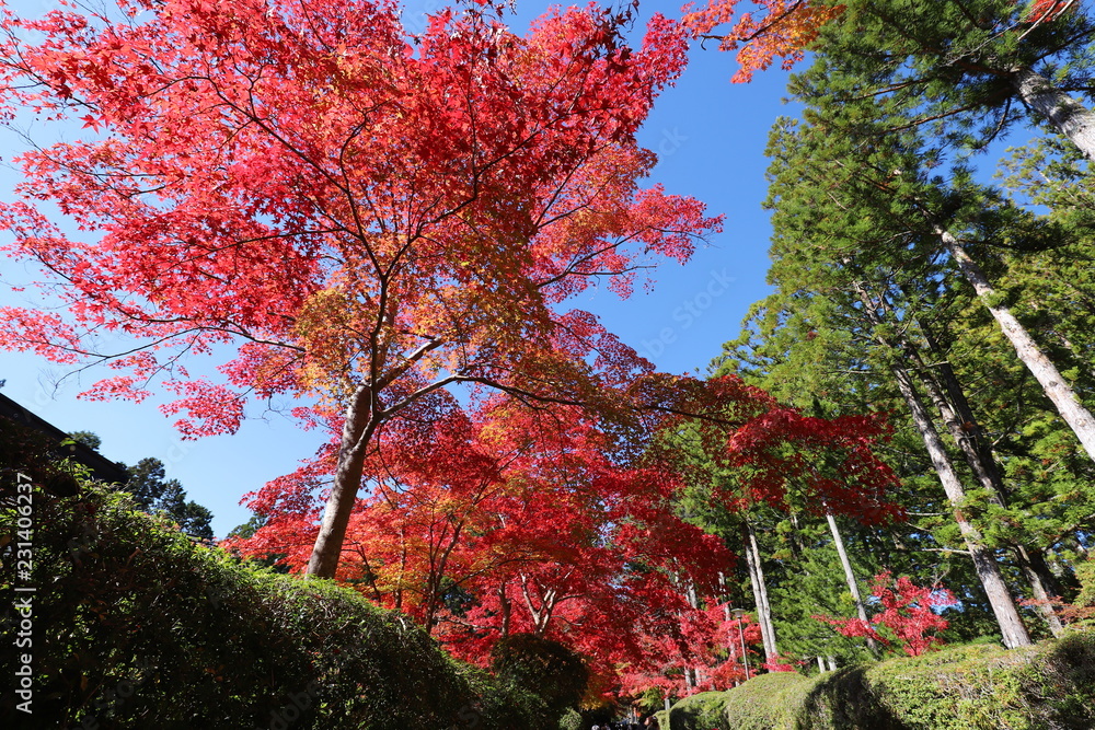 Naklejka premium 高野山の紅葉