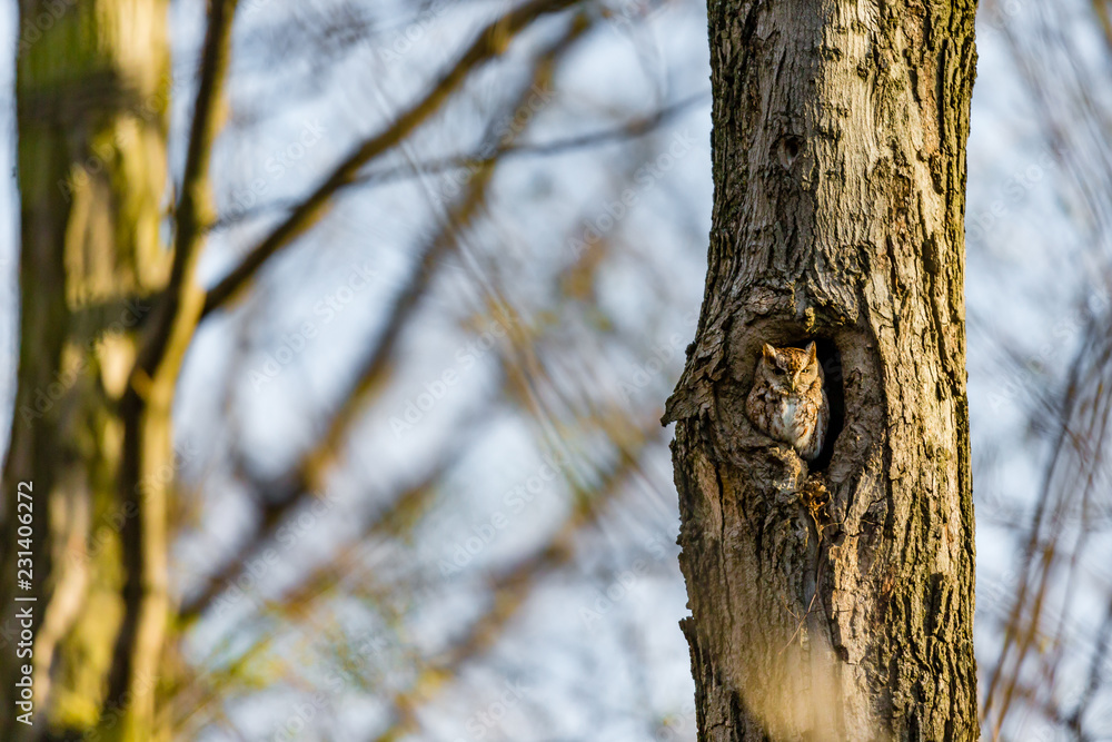 Eastern screech owl pictured in its nesting hole in a tree in a boreal forest Quebec, Canada. Eastern screech owl pictured in its nesting hole in a tree in a boreal forest Quebec, Canada.