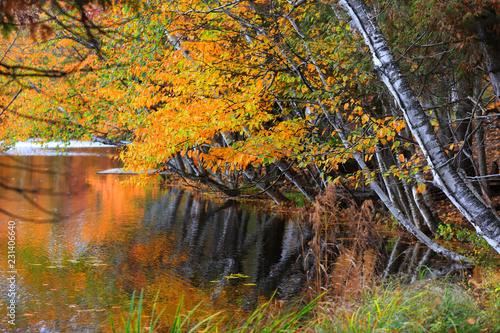 Fototapeta Naklejka Na Ścianę i Meble -  Bright autumn trees by water stream