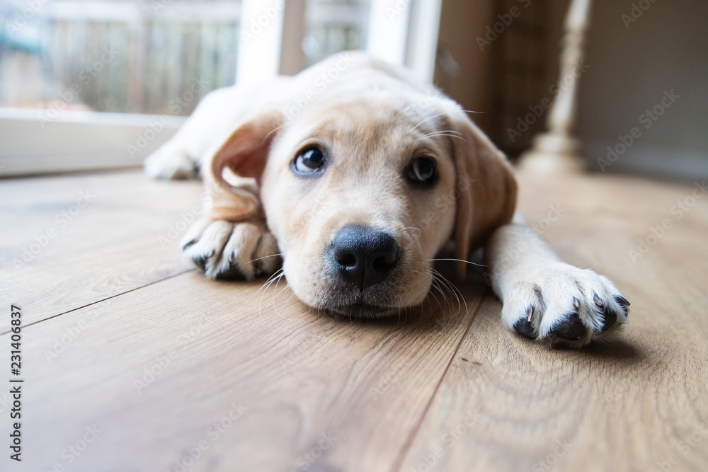 Cute young yellow labrador puppy - obrazy, fototapety, plakaty 