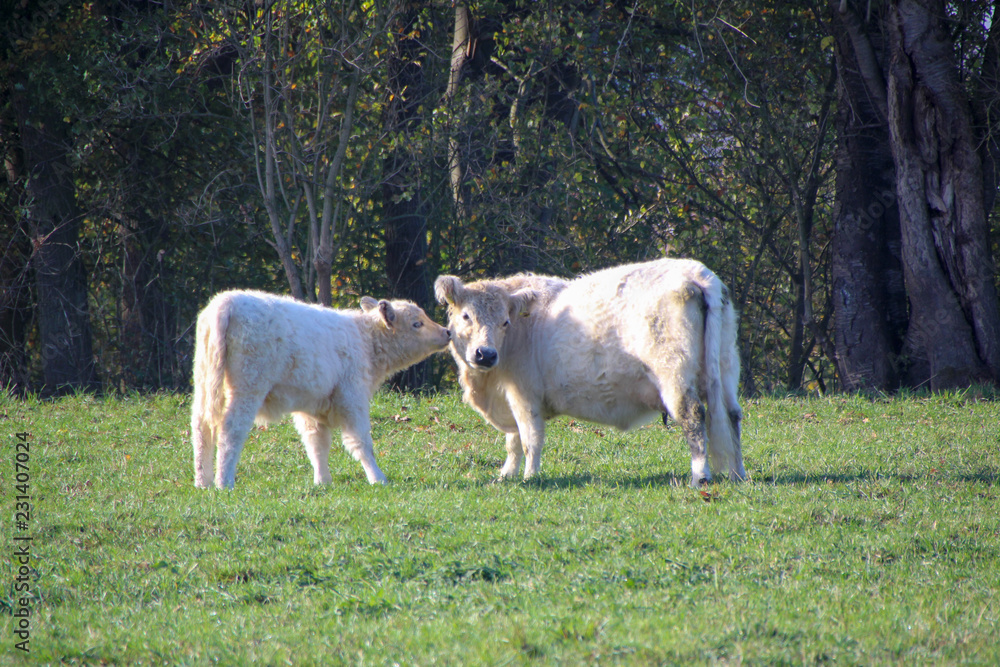two galloways in autumn on a meadox two galloways in autumn on a meadox