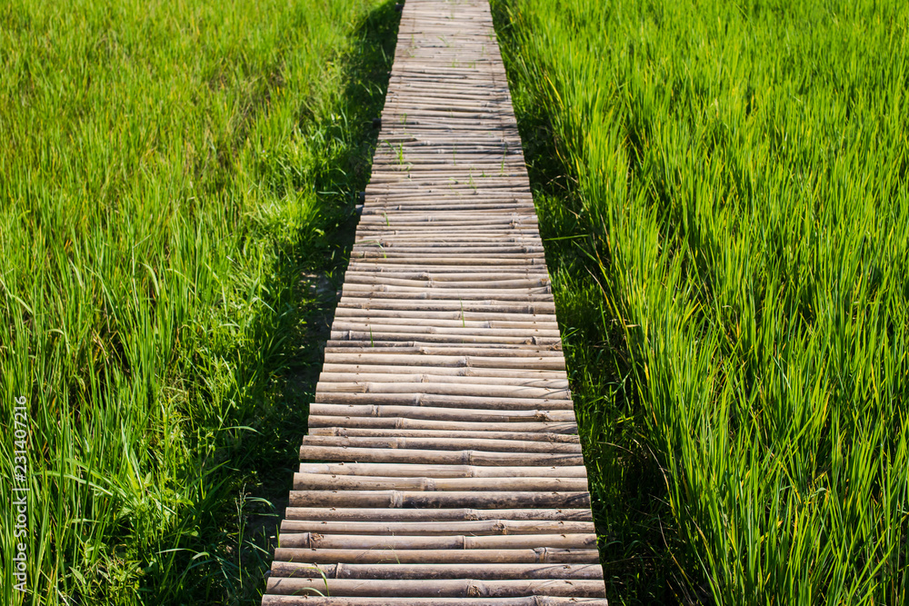 Wooden bridge walkway or Bamboo bridge spanning to the rice field