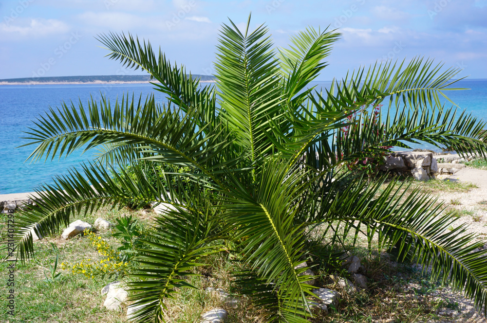 Fototapeta premium Arecaceae palm on the Adriatic sea coast in Croatian Island of Pag